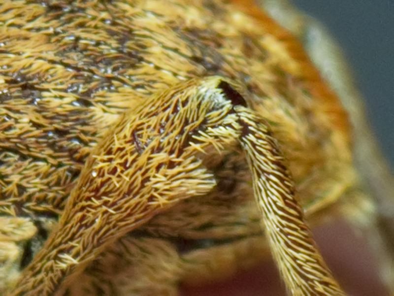 Curculio venosus (Gravenhorst, 1807)